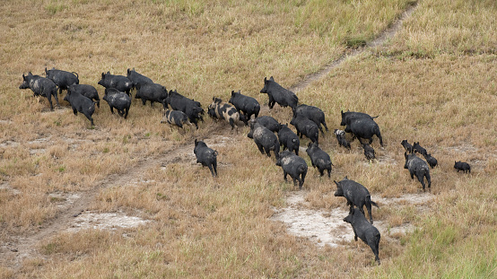 wildlife wild pigs feral near the gulf of carpentaria North Queensland