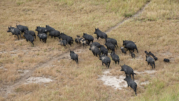 pack of wild boars wandering on the grass - başıboş hayvan stok fotoğraflar ve resimler
