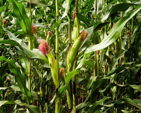 Small part of a corn field. Taken with EOS 450D, lens EF 17-40 L