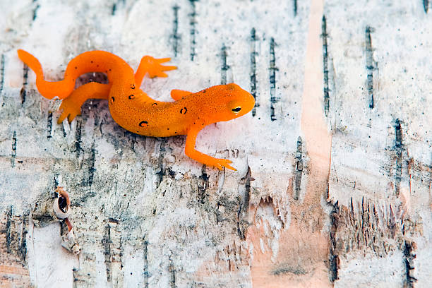 A northern spotted newt walking on a birch tree trunk