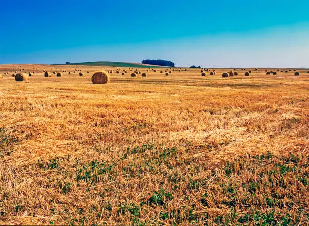 Rolled straw bales on field in  Czech Republic
