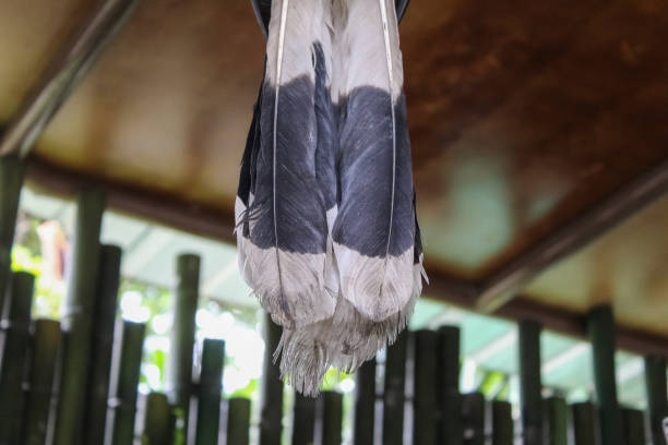 istock tail feathers of rhinoceros hornbill 1467594159