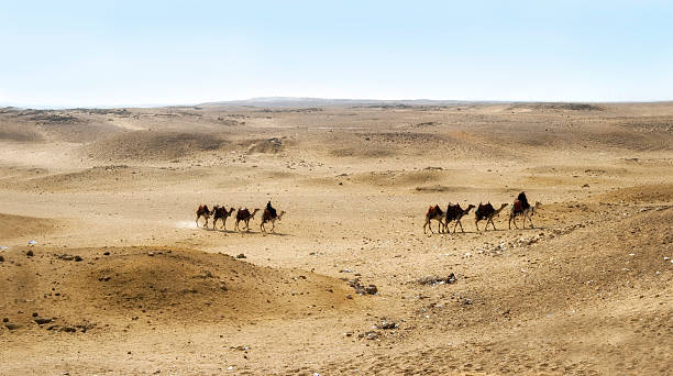 istock Camels on the Giza plateau, Cairo, Egypt 146759427