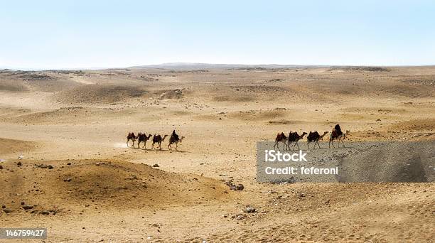 Camels O Planalto De Gizé Cairo Egito - Fotografias de stock e mais imagens de Andar - Andar, Animal, Animal de Estimação