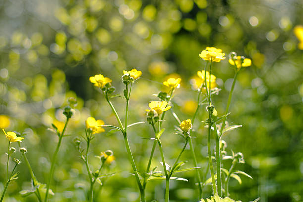 istock Yellow flowers in the foreground 146759508
