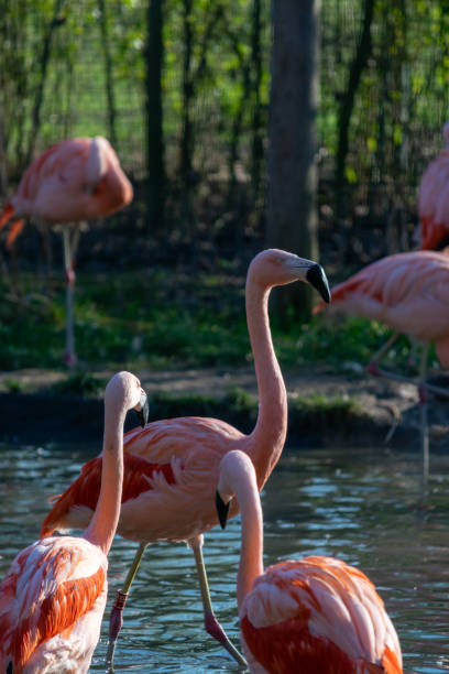 istock flamingos are chilling in a pond 1467596059