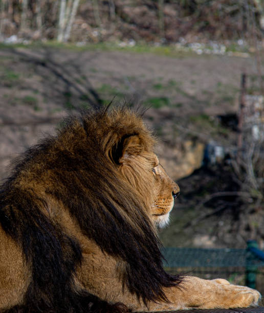 istock a lion lies guarding its surroundings 1467596086