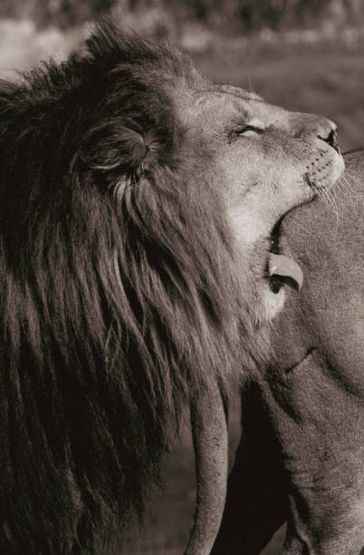 istock a yawning lion in black and white 1467596098