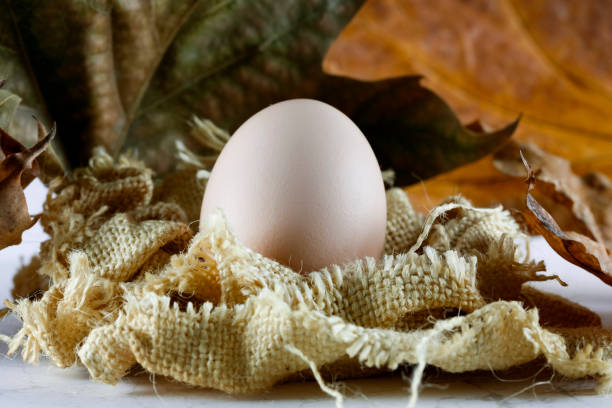 One hen's egg was placed in an artificially arranged nest. Autumn leaves are in the background
