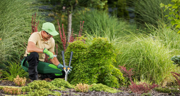 istock Professional Gardener with Garden Pruning and Cutting Tools 1467596572