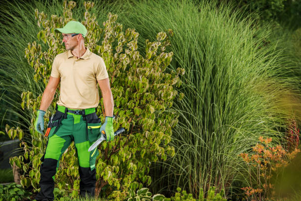 istock Proud Gardener in Professionally Maintained Garden 1467596639