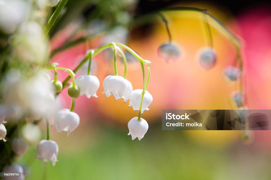 Lily of the valley Bunch of beautiful lily of the valley Beauty In Nature Stock Photo