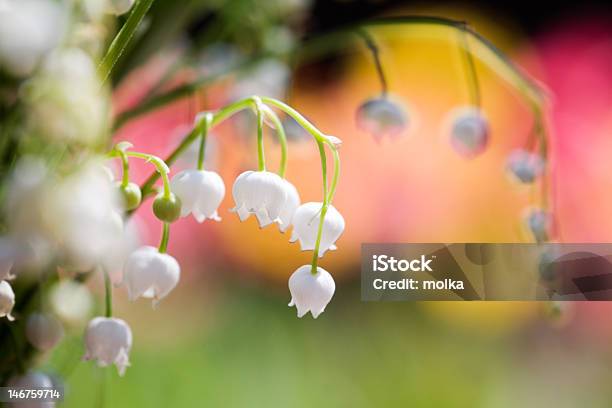 Lily Of The Valley Stock Photo - Download Image Now - Beauty In Nature, Blossom, Botany