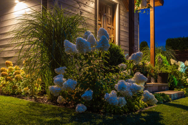 istock Beautiful Flowering Shrub in the Garden 1467597358