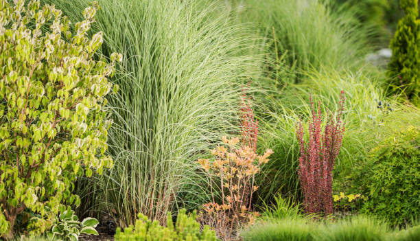 istock Garden Ornamental Grasses in Landscape Design 1467597371