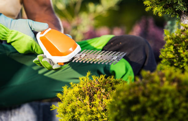 istock Hedge Trimmer Power Gardening Tool Closeup 1467597419