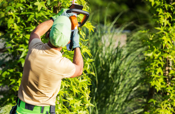 istock Professional Gardener Trimming Plants Back View 1467597429