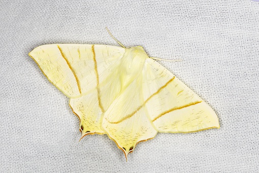 The swallow-tailed moth (Ourapteryx sambucaria) is a moth of the family Geometridae. The species was first described by Carl Linnaeus in his 1758 10th edition of Systema Naturae. It is a common species across Europe and the Near East.
Description:
This is a large (wingspan 50–62 mm), impressive moth, remarkably butterfly-like. All parts of the adult are bright white to pale yellow marked with faint buffish fascia. The species gets its common name from pointed projections on the termen of the hindwing with brownish spots at their base. It flies at night in June and July and is attracted to light, sometimes in large numbers. Prout gives an account of the variations. The egg is orange, with about 16 longitudinal keels and between them transverse lineations. The larva is grey-brown, the colouring arranged in a succession of scarcely noticeable longitudinal lines. 
The brown, twig-like larva feeds on a variety of trees and shrubs including elder, hawthorn, honeysuckle and ivy. The species is overwintering as a larva (source Wikipedia).

This Picture is made during a Long Weekend in the South of Belgium in June 2019.
