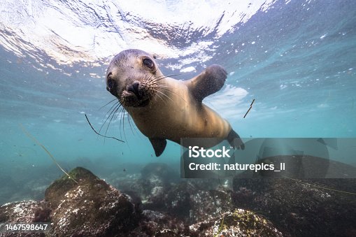 istock Seascape with California Sea Lion in the Pacific Ocean 1467598647
