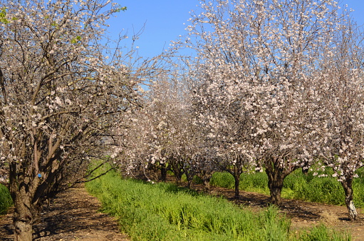 Almond trees in bloom. Large garden with flowering trees. Farming - almond production. fresh pink flowers on the branch of fruit tree