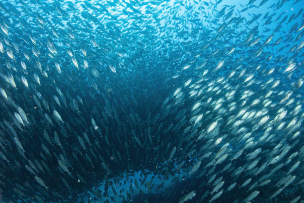 istock inside a giant sardines school of fish bait ball 1467598875