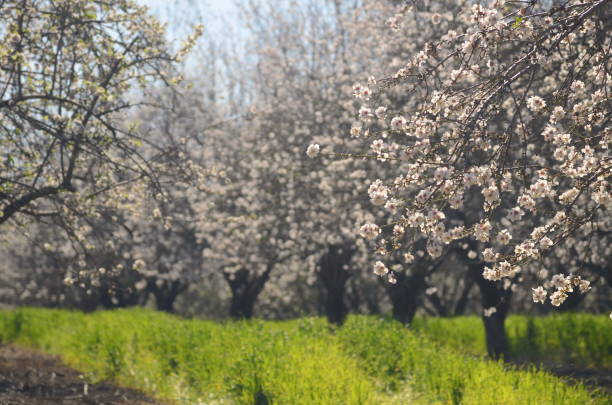 istock Almond trees in bloom. Large sakura garden with flowering trees. 1467599064