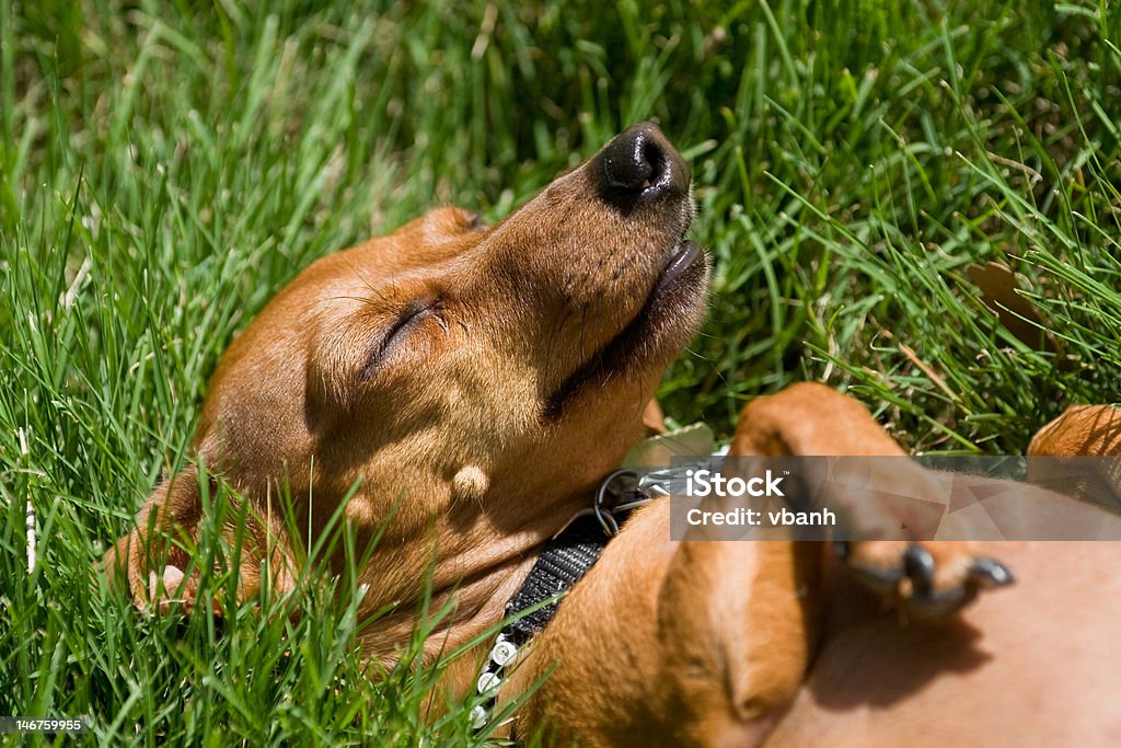 Perro durmiendo hierba - Foto de stock de Dormir libre de derechos