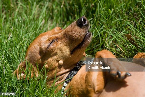 Perro Durmiendo Hierba Foto de stock y más banco de imágenes de Dormir - Dormir, Perro tejonero, Aire libre