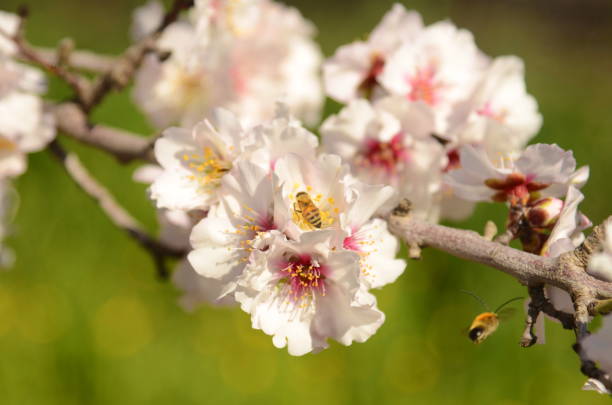 istock Almond trees in bloom. Large sakura garden with flowering trees. 1467599793