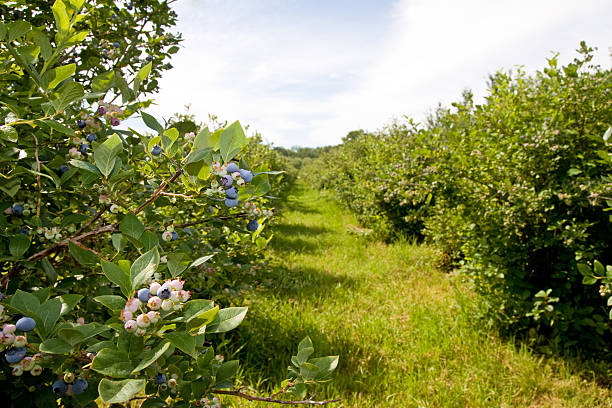 Blueberry Farm A look down the rows of blueberry shrubs on a Michigan farm superfruit stock pictures, royalty-free photos & images