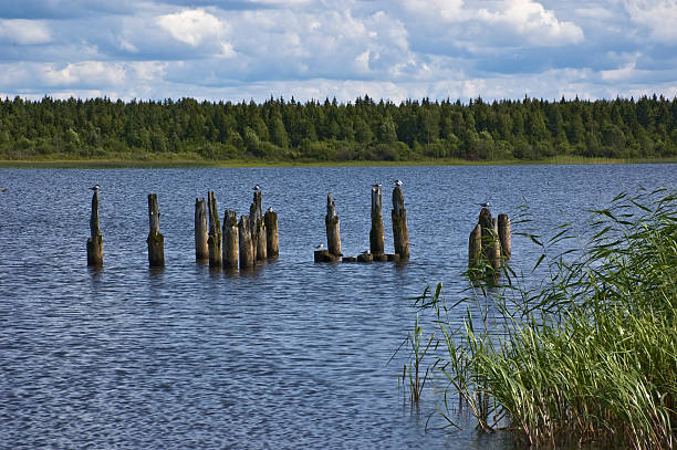 istock Gulls on wooden columns near riverbank 146760095