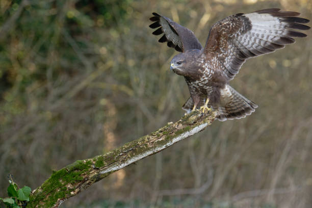 istock Eurasian buzzard in the woods 1467601614