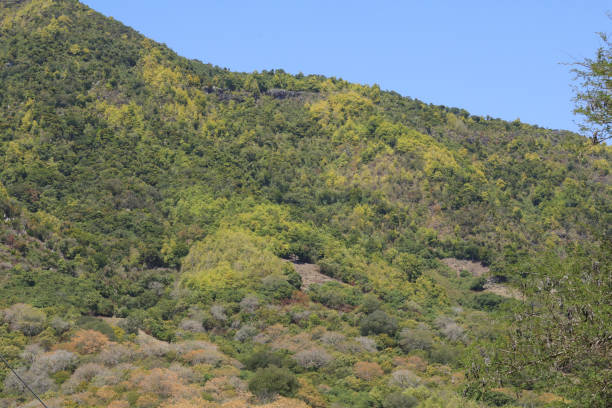 Chamarel, Mauritius - September 23, 2022: Tropical Vegetation close Chamarel during a beautiful day. The area is a major landmark of Mauritius.