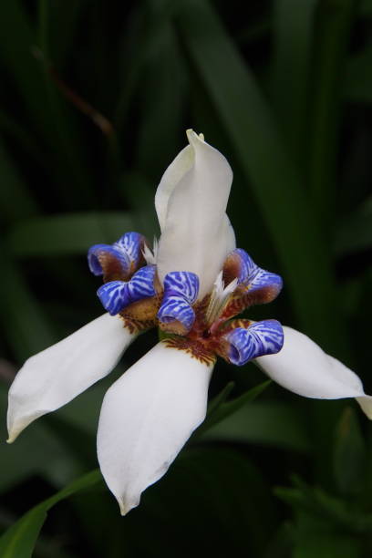 istock White and Purple flower 1467602508