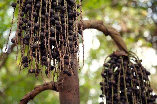 야자수에 매달려있는 검은 익은 아사이 열매의 무리 - cabbage palm 뉴스 사진 이미지