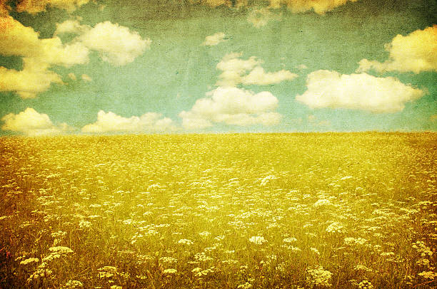 grunge image of green field and blue sky