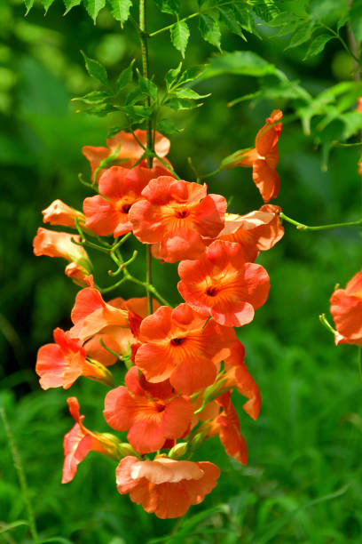 istock Trumpet vine / Campsis radicans / Trumpet creeper 1467605128