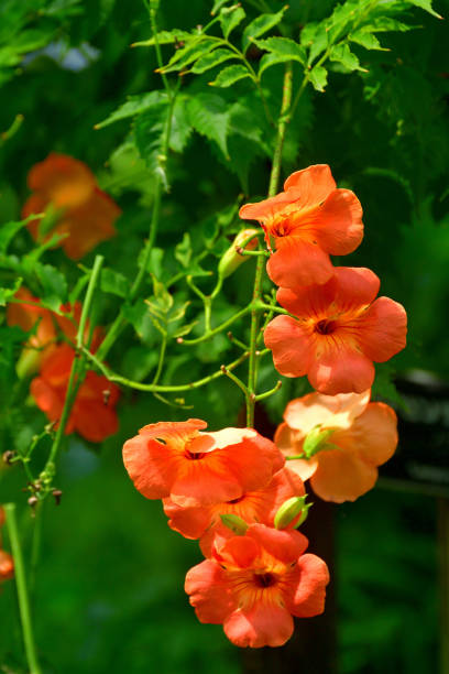 istock Trumpet vine / Campsis radicans / Trumpet creeper 1467605191