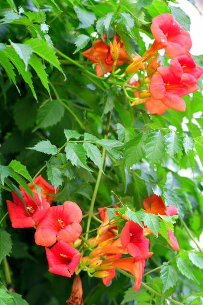 istock Trumpet vine / Campsis radicans / Trumpet creeper 1467605230
