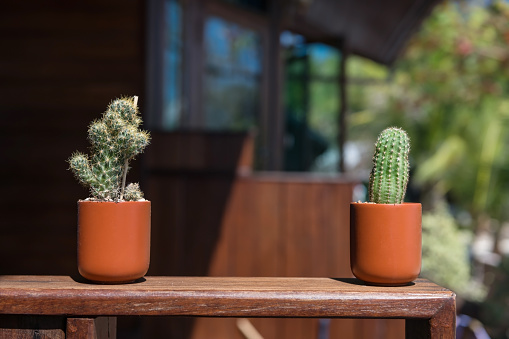cactus houseplant in pot on wooden table decorated outside home.