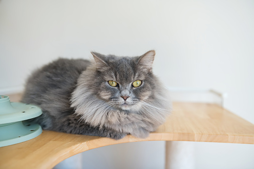Portrait of American Bobtail gray cat breed sitting on table with copy space for text on white wall.