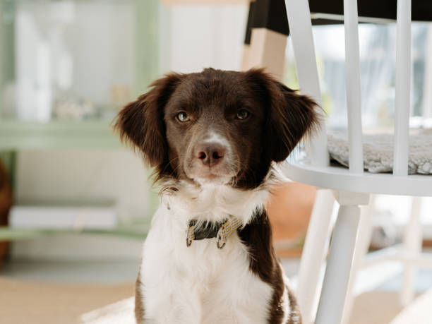 istock Cute dog at home looking at camera in sunlight 1467605426