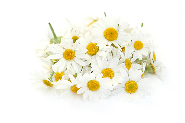 istock pile of camomille flowers 146760627