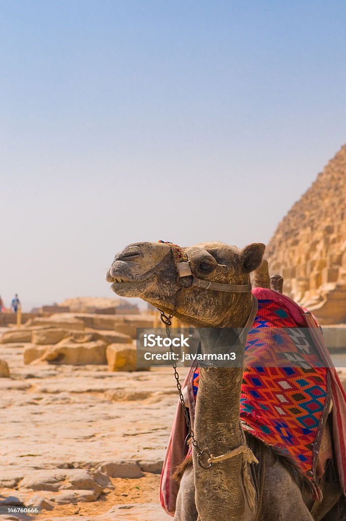 Camel neben Pyramide in Gizeh, Kairo - Lizenzfrei Afrika Stock-Foto