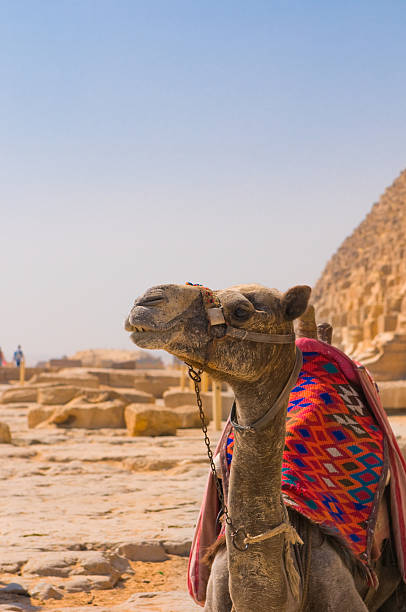 camelo junto a pirâmide de gizé, cairo - egypt camel pyramid shape pyramid imagens e fotografias de stock