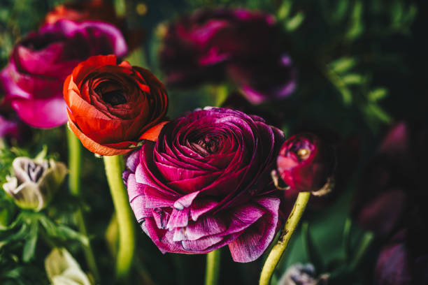 Free romantic atmosphere stock photos. Download the best free romantic ...