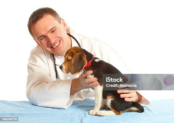 獣医による医師とビーグル子犬 - イヌ科のストックフォトや画像を多数ご用意 - イヌ科, カットアウト, ビーグル