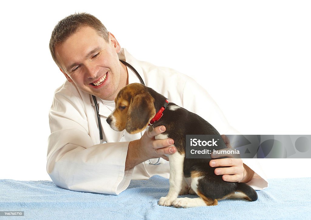 Veterinário assistente médico e um beagle cachorrinho - Royalty-free Adulto Foto de stock