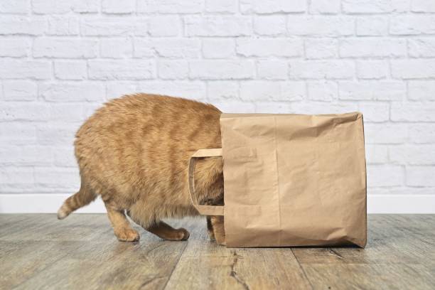 istock Curious ginger cat stuck his head inside a paper bag. Side view with copy space. 1467608165