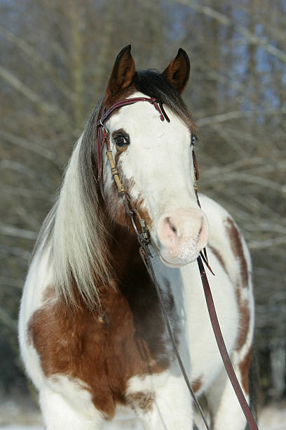 istock Lovely paint horse 146760913
